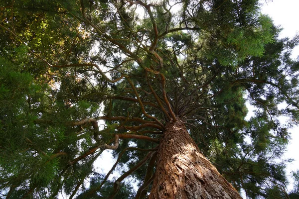 Uma Visão Baixo Ângulo Uma Sequoia Schloss Castle Dyck Juechen — Fotografia de Stock