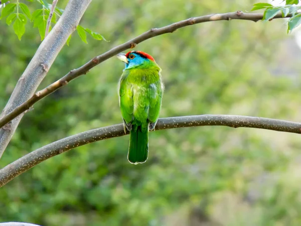 Mise Point Sélective Barbet Gorge Bleue Perché Sur Une Branche — Photo