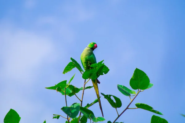 Mavi Bir Arka Planda Dallara Tünemiş Yeşil Bir Papağanın Yakın — Stok fotoğraf