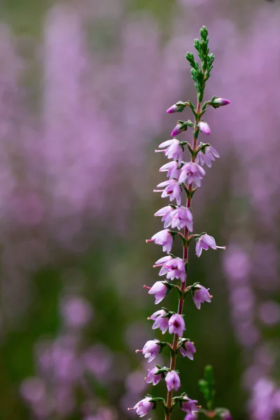 Çiçek Açan Bir Fundanın Dikey Çekimi — Stok fotoğraf