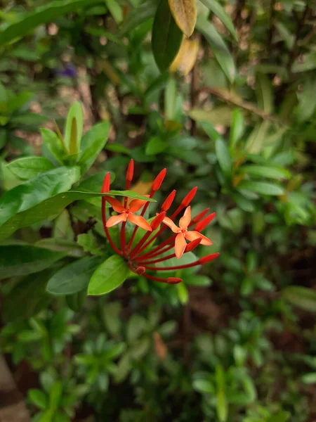 Tiro Foco Seletivo Uma Bela Flor Vermelha Ixora Chinensis — Fotografia de Stock