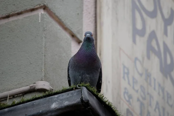 爱尔兰 2021年6月6日 爱尔兰威克洛市灰岩镇的一座建筑的墙角上栖息着普通的城市野鸽 那只鸟正在看着摄像机 — 图库照片