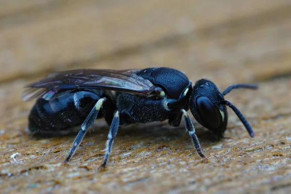Nahaufnahme Einer Punktierten Atulatmaskierten Biene Hylaeus Punctatus Auf Einem Stück — Stockfoto