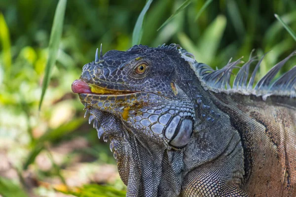 Nahaufnahme Eines Grünen Leguans Der Eine Mango Isst — Stockfoto