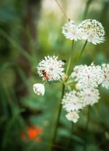 Een Verticaal Schot Van Insecten Astrantia Bloemen — Stockfoto