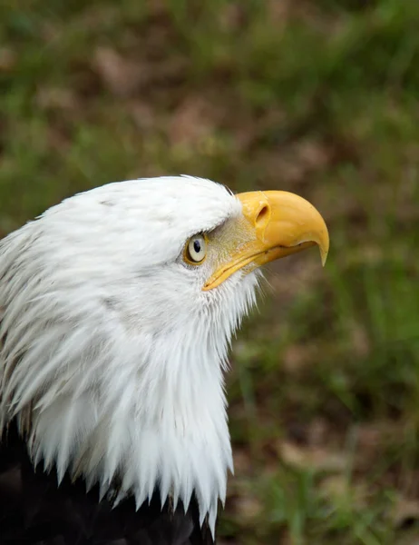 Colpo Verticale Aquila Calva Uno Sfondo Sfocato — Foto Stock