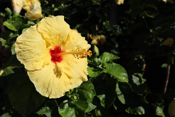 Gros Plan Une Fleur Hibiscus Jaune Fleurs Kona Hawaï — Photo