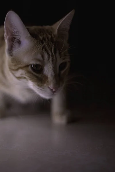 Tiro Vertical Gengibre Sorrateiro Gato Tabby Caça Ratos Casa Silenciosamente — Fotografia de Stock