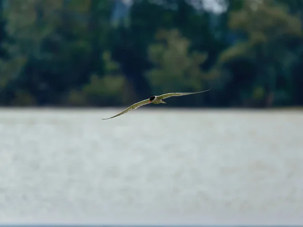 Selective Focus Shot Sternidae Bird Flying Lake — 스톡 사진
