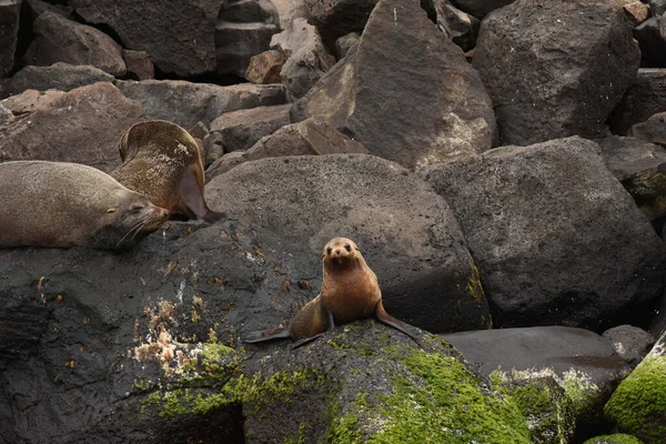 Closeup View Sealion Chilling Rocks Swimming Water — Stock Photo, Image