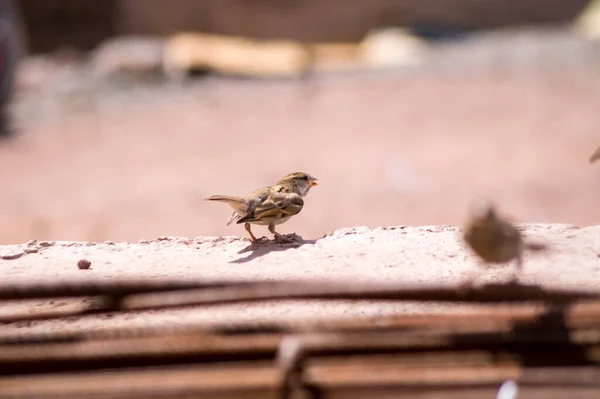 Een Close Foto Van Een Grotere Leeuwerik Met Korte Tenen — Stockfoto