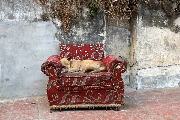 Ein Hund Der Auf Dem Sessel Garten Schläft — Stockfoto