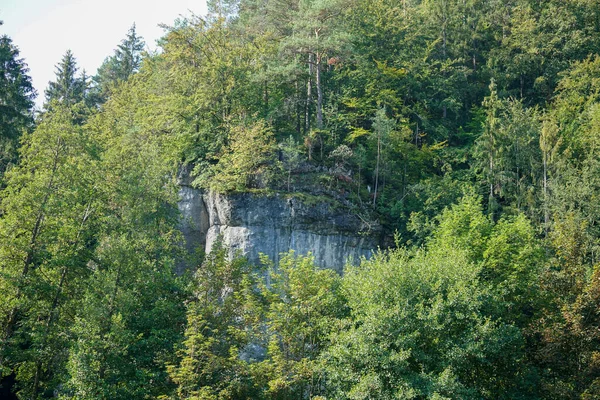 Schöne Aussicht Auf Einen Wald Mit Kiefern Und Tannen — Stockfoto