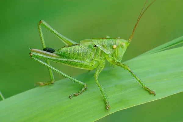 Çimenlerin Üzerinde Büyük Yeşil Bir Cırcır Böceğinin Yakın Plan Çekimi — Stok fotoğraf
