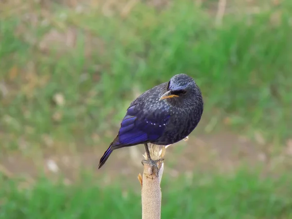 Une Prise Vue Sélective Une Grive Violette — Photo