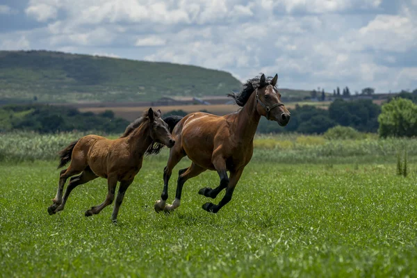 Két Kecses Barna Fut Pályán Nappal — Stock Fotó