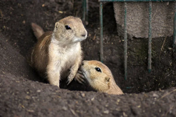 Detailní Záběr Dvou Gopherů Zemi — Stock fotografie