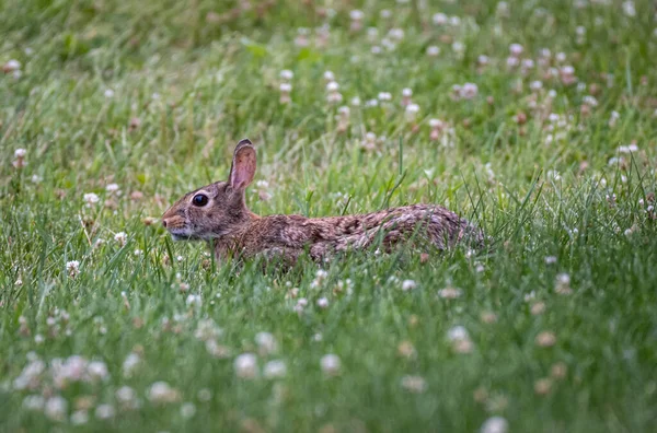 Primo Piano Simpatico Coniglio Grigio Scuro Che Corre Campo Verde — Foto Stock