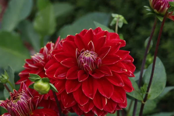 Une Belle Vue Sur Fleur Dahlia Naturelle Isolée Sur Fond — Photo