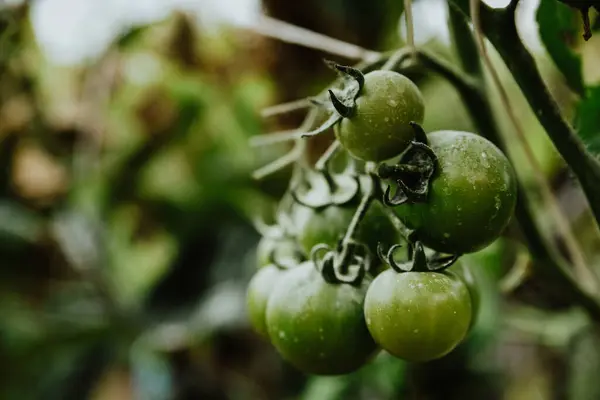Färska Tomaterna Som Växer Jordbruksmarken — Stockfoto