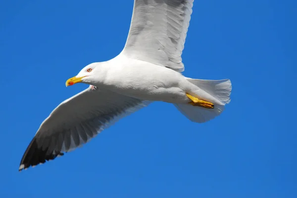 Gabbiano Bianco Volo Contro Cielo Azzurro — Foto Stock