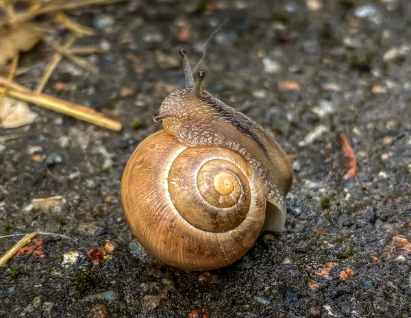 Gros Plan Escargot Sur Sol — Photo