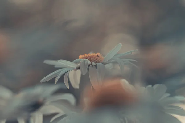 Вибірковий Фокус Зображення Квітів Ромашки — стокове фото