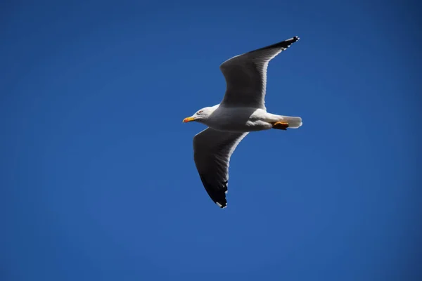 青い空に向かって飛ぶカモメの美しい景色 — ストック写真