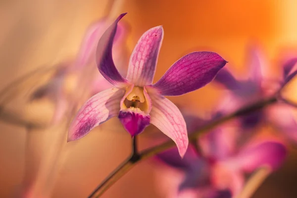 Een Selectieve Focusshot Van Roze Falaenopsis Orchidee — Stockfoto