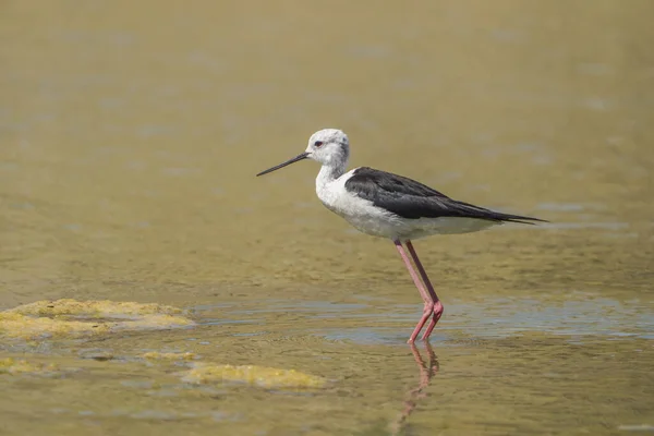 Zancadillo Alas Negras Orilla Río Málaga España — Foto de Stock