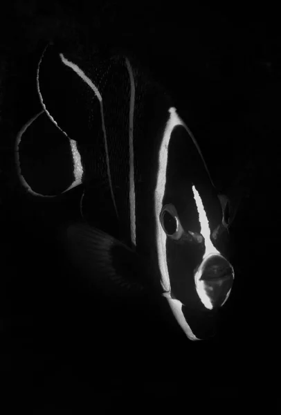 Eine Vertikale Aufnahme Eines Fisches Auf Schwarzem Hintergrund — Stockfoto