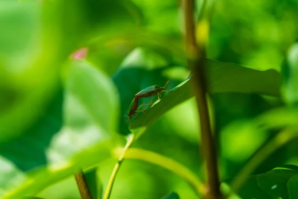 Une Image Rapprochée Petit Insecte Vert Sur Une Grande Feuille — Photo