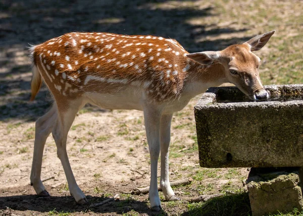 Ein Niedlicher Kleiner Hirsch Trinkt Wasser Aus Einem Brunnen — Stockfoto