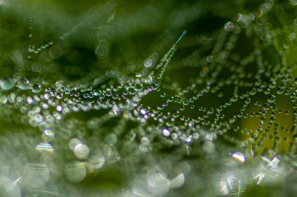 Tiro Seletivo Foco Gotas Chuva Uma Web — Fotografia de Stock