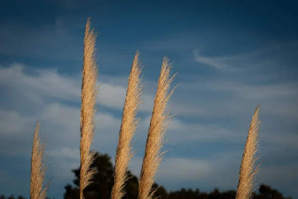 Crisinhos Dourados Cultivados Campo — Fotografia de Stock