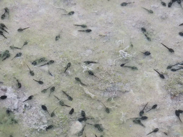 Monte Girinos Sapo Comum Bufo Spinosus Lago — Fotografia de Stock