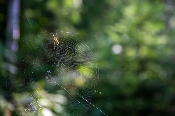 Tiro Seletivo Foco Uma Aranha Seu Ambiente Natural — Fotografia de Stock