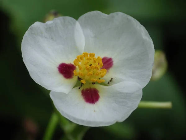 Крупный План Белого Цветка Цистуса — стоковое фото
