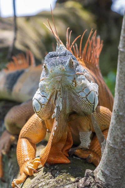 Hayvanat Bahçesindeki Sarı Iguananın Yakın Çekimi — Stok fotoğraf