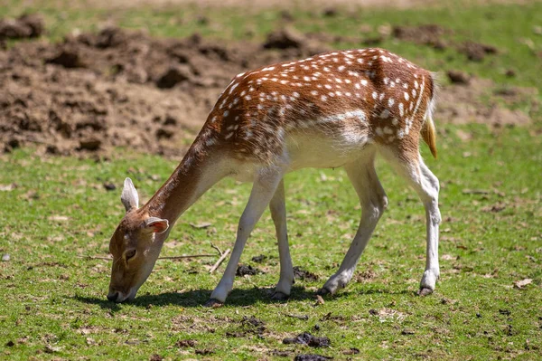 Ein Niedliches Kleines Reh Auf Einer Wiese — Stockfoto