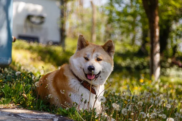 Egy Shiba Inu Kutya Fekszik Földön Virágzó Pitypangokkal — Stock Fotó