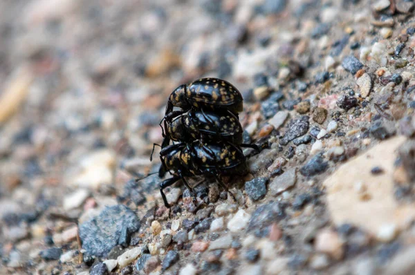 Primer Plano Tres Escarabajos Liparus Glabrirostris Durante Apareamiento — Foto de Stock