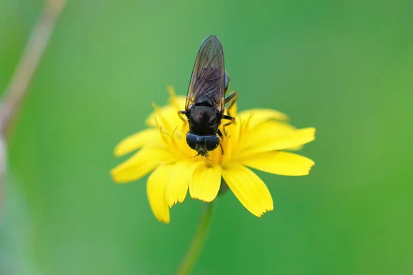 Closeup Shot Dark Black Hoverfly Perched Yellow Flower — Stock Photo, Image