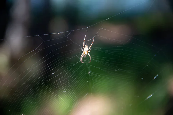 Ένα Επιλεκτικό Πλάνο Εστίασης Μιας Αράχνης Στο Φυσικό Της Περιβάλλον — Φωτογραφία Αρχείου