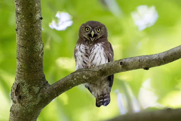 Enfoque Selectivo Búho Pigmeo Cubano Gris Blanco Con Grandes Ojos — Foto de Stock