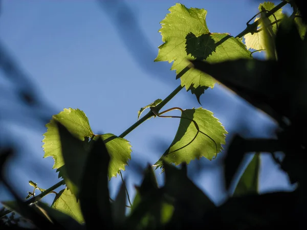 Closeup Beautiful Vineyard Vibrant Leaves Hanging Bright Sunny Day — Stock Photo, Image