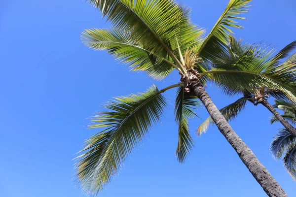 Beautiful Landscape Palm Trees Gorgeous Pacific Ocean Waters Resort Kona — Stock Photo, Image