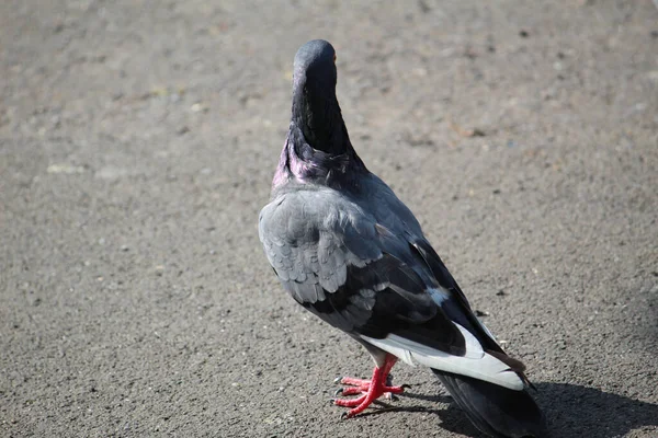 地面に立って太陽の下で脇を見てかわいい鳩のクローズアップ — ストック写真