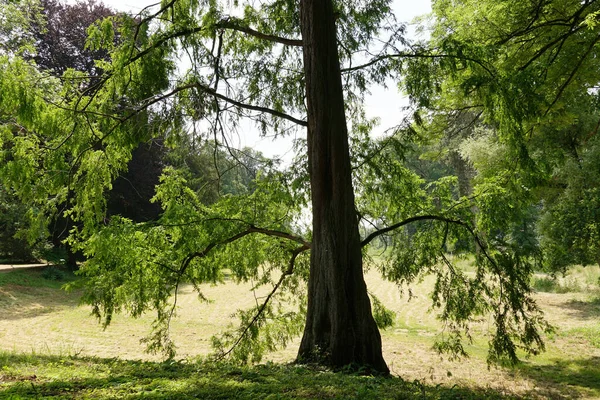Одно Дерево Замке Дайк Юхен Германия — стоковое фото
