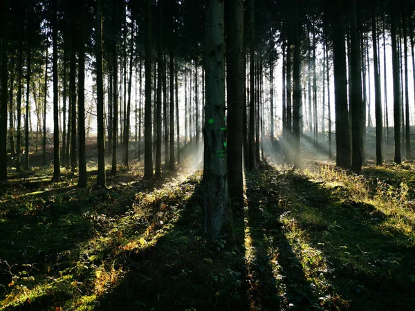 Mesmerizing Shot Morning Sun Rays Penetrating Trees Woods — 스톡 사진
